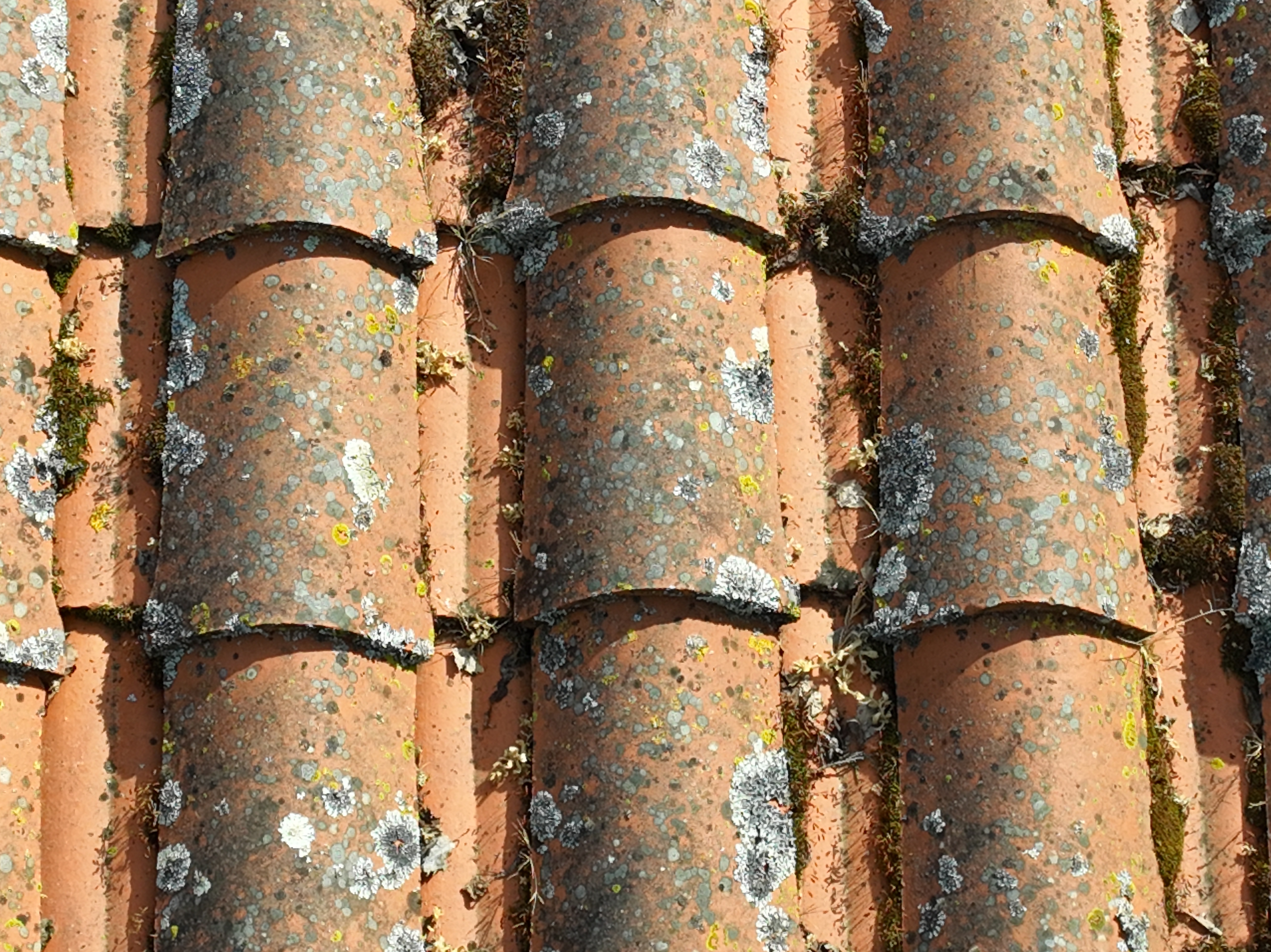 Mousses et lichens